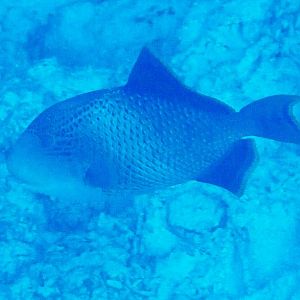 Yellowmargin Triggerfish