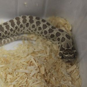 Western hognose snake