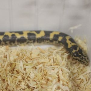 Kenya sand-boa