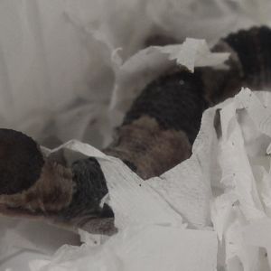 African fat-tailed gecko