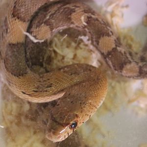 Pituophis deppei jani