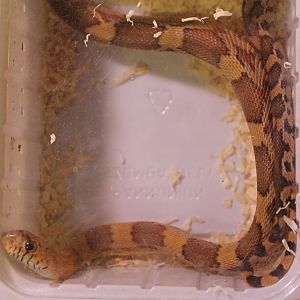 Pituophis deppei jani