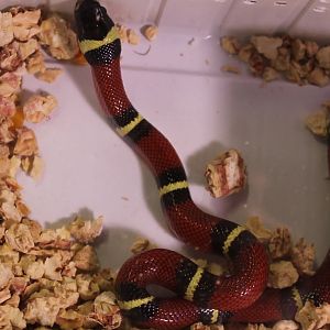 Lampropeltis triangulum sinaloae