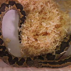 Rough-scaled sand-boa