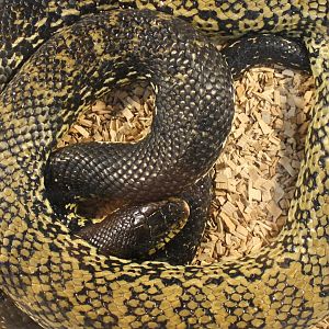 Malgassy giant hognose - Leioheterodon madagascariensis