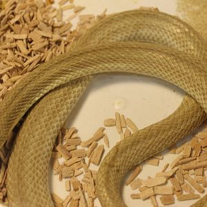 Leioheterodon modestus