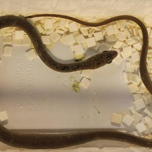 Psammophis phillipsi