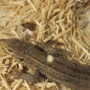 Gallotia galloti galloti