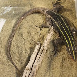 Platysaurus imperator