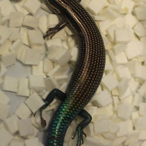 Calchides sexlineatus