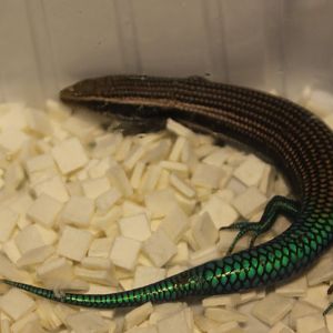 Calchides sexlineatus