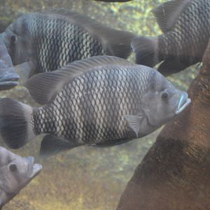 I.D. Cichlid