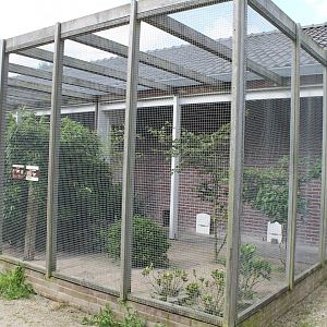 Pheasant - Peking robin aviary