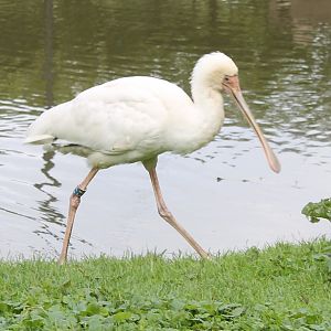 African spoonbill