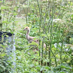 European crane chick