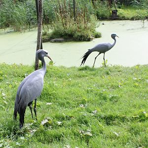 Blue cranes