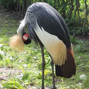 Crowned crane