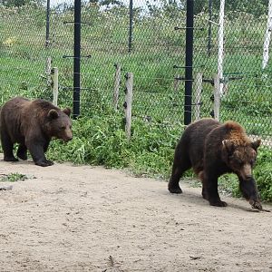 Brown bears