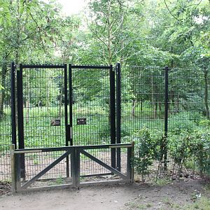 Enclosure Spotted hyena