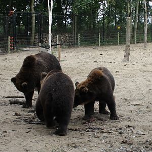 Brown bears