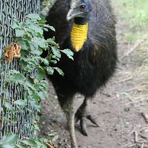 Golden-necked cassowary