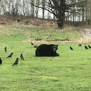 Woburn Safari Park 12/3/17
