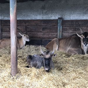 Woburn Safari Park 12/3/17