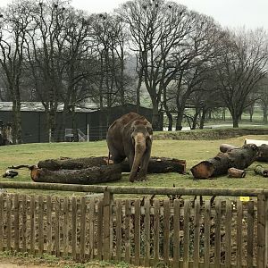 Woburn Safari Park 12/3/17