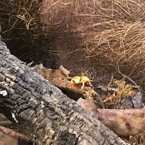 Woburn Safari Park 12/3/17