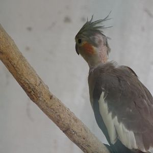 La Vallée des Oiseaux - 25/07/2016