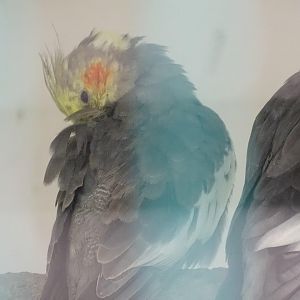 La Vallée des Oiseaux - 25/07/2016