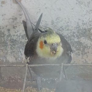 La Vallée des Oiseaux - 25/07/2016