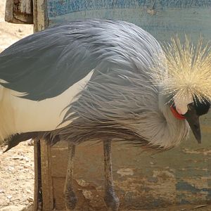 La Vallée des Oiseaux - 25/07/2016