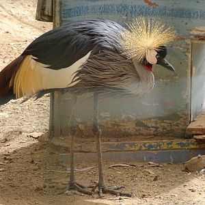 La Vallée des Oiseaux - 25/07/2016