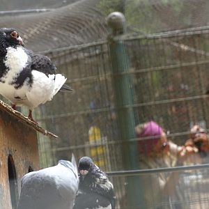 La Vallée des Oiseaux - 25/07/2016