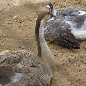 La Vallée des Oiseaux - 25/07/2016