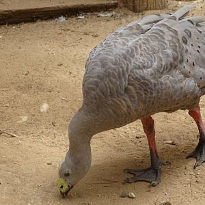 La Vallée des Oiseaux - 25/07/2016