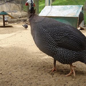 La Vallée des Oiseaux - 25/07/2016