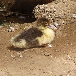 La Vallée des Oiseaux - 25/07/2016