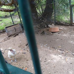 La Vallée des Oiseaux - 25/07/2016