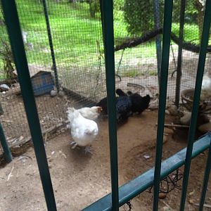 La Vallée des Oiseaux - 25/07/2016