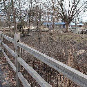 Detroit Zoo - Warthog enclosure