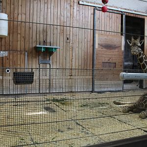 Detroit Zoo - Reticulated Giraffe barn interior