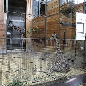 Detroit Zoo - Reticulated Giraffe barn interior