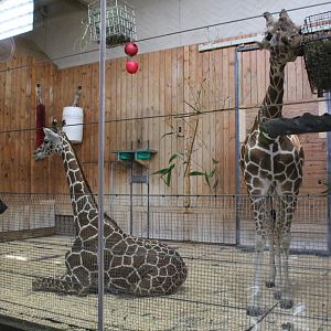 Detroit Zoo - Reticulated Giraffe barn interior