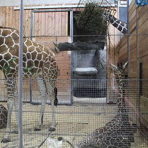 Detroit Zoo - Reticulated Giraffe barn interior