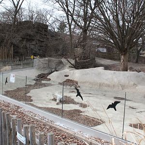 Detroit Zoo - Warthog enclosure