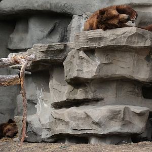Detroit Zoo - Grizzly Bears