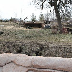 Detroit Zoo - Cotton Family Wolf Wilderness - Gray Wolves
