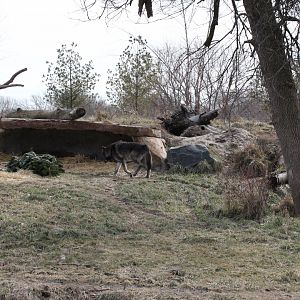 Detroit Zoo - Cotton Family Wolf Wilderness - Gray Wolves
